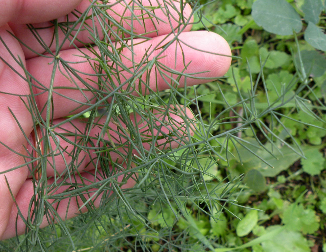 Asparagus tenuifolius ?